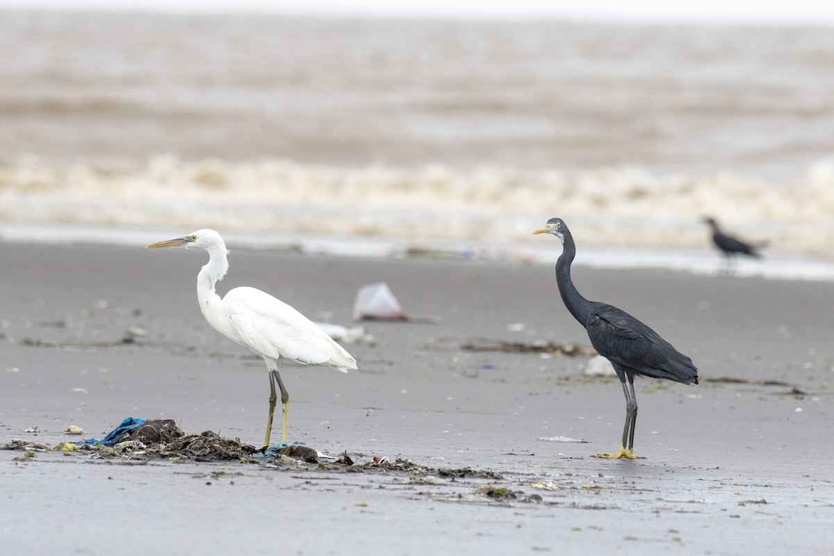 Western Reef-Heron - ML622129348