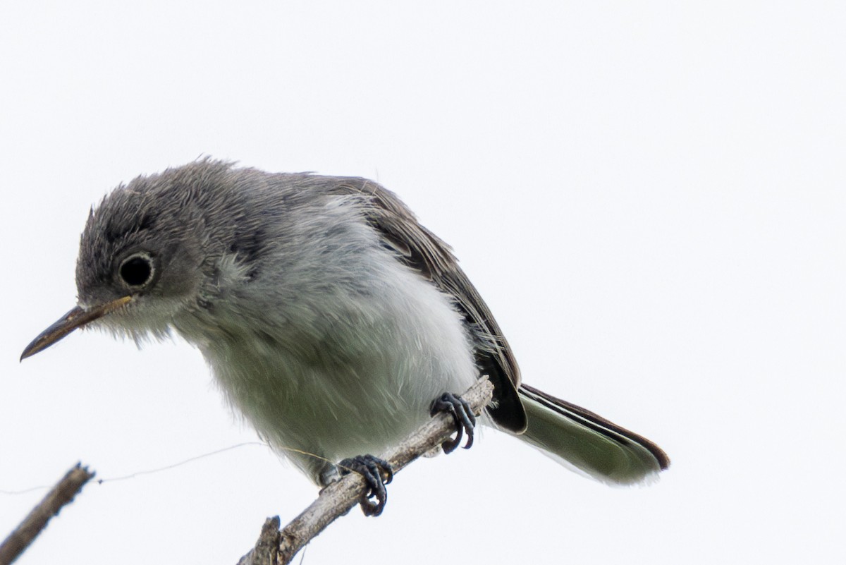 Blue-gray Gnatcatcher - ML622129359