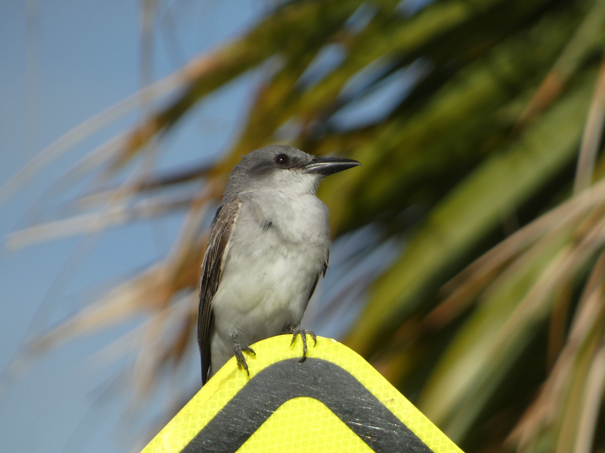 Gray Kingbird - ML622129363