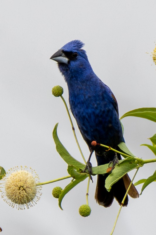 Blue Grosbeak - ML622129364