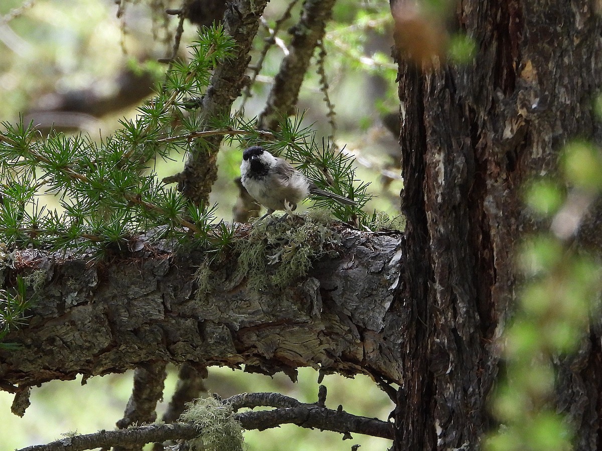 Willow Tit - ML622129365