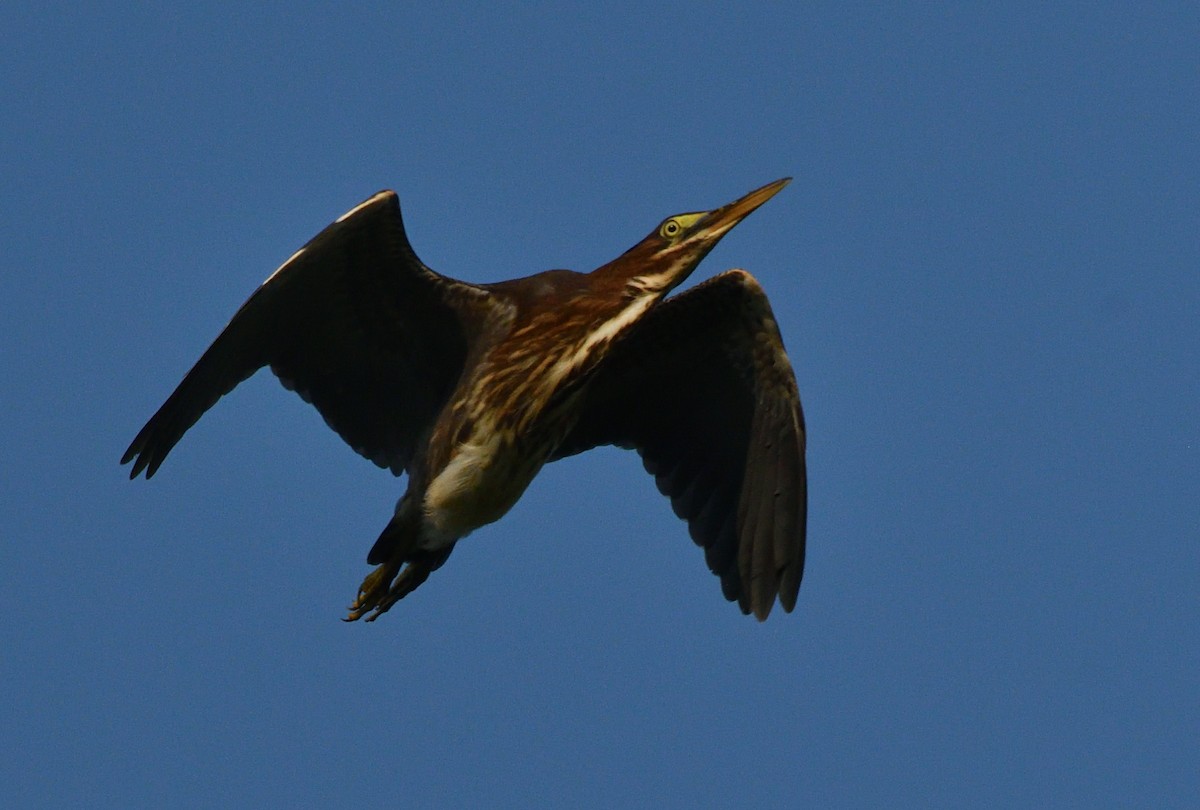 Green Heron - ML622129367