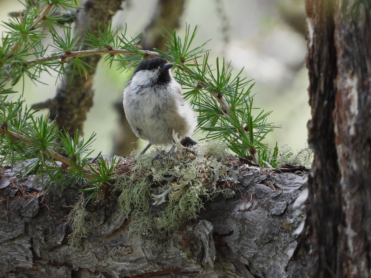 Willow Tit - ML622129368