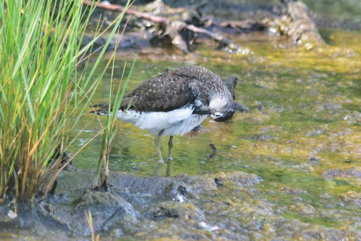 Solitary Sandpiper - ML622129369