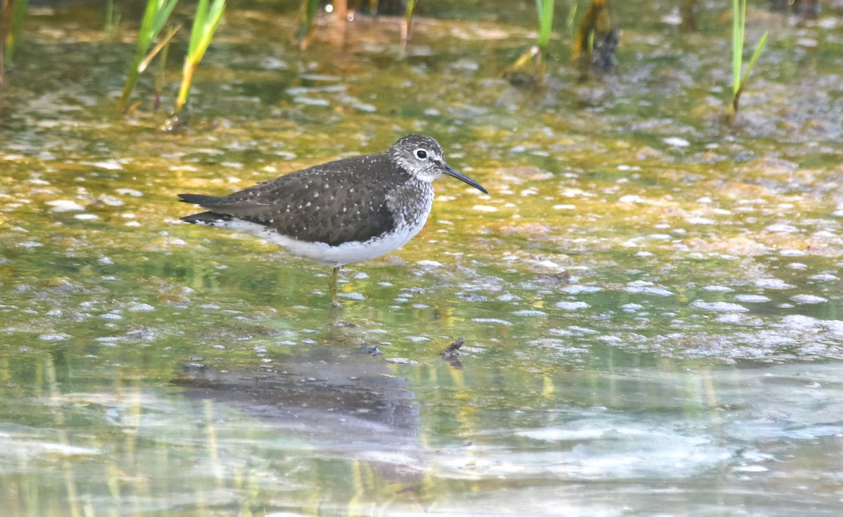 Solitary Sandpiper - ML622129370