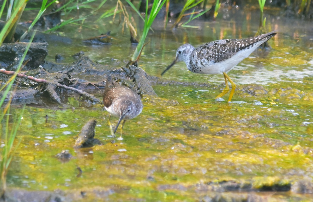 Solitary Sandpiper - ML622129371