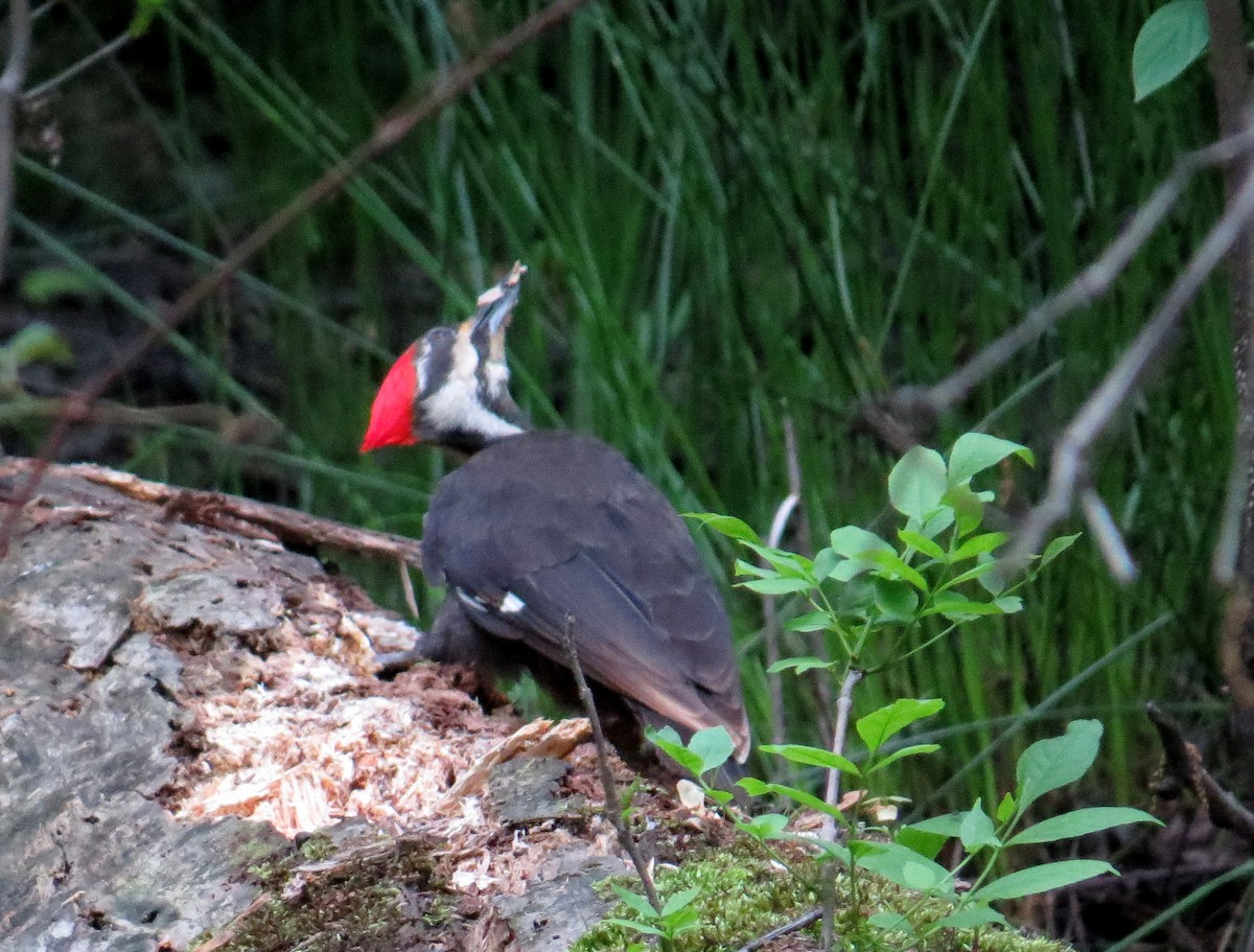 Pileated Woodpecker - ML622129373