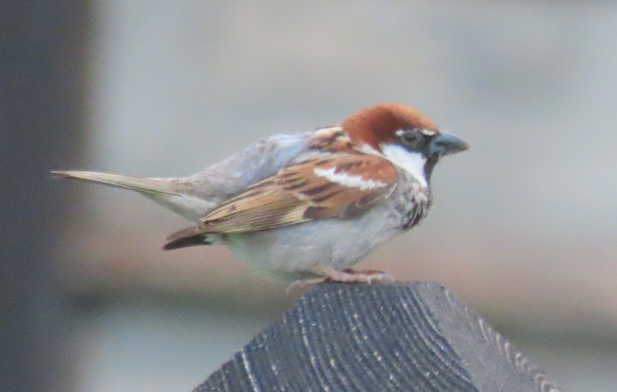 Italian Sparrow - ML622129374