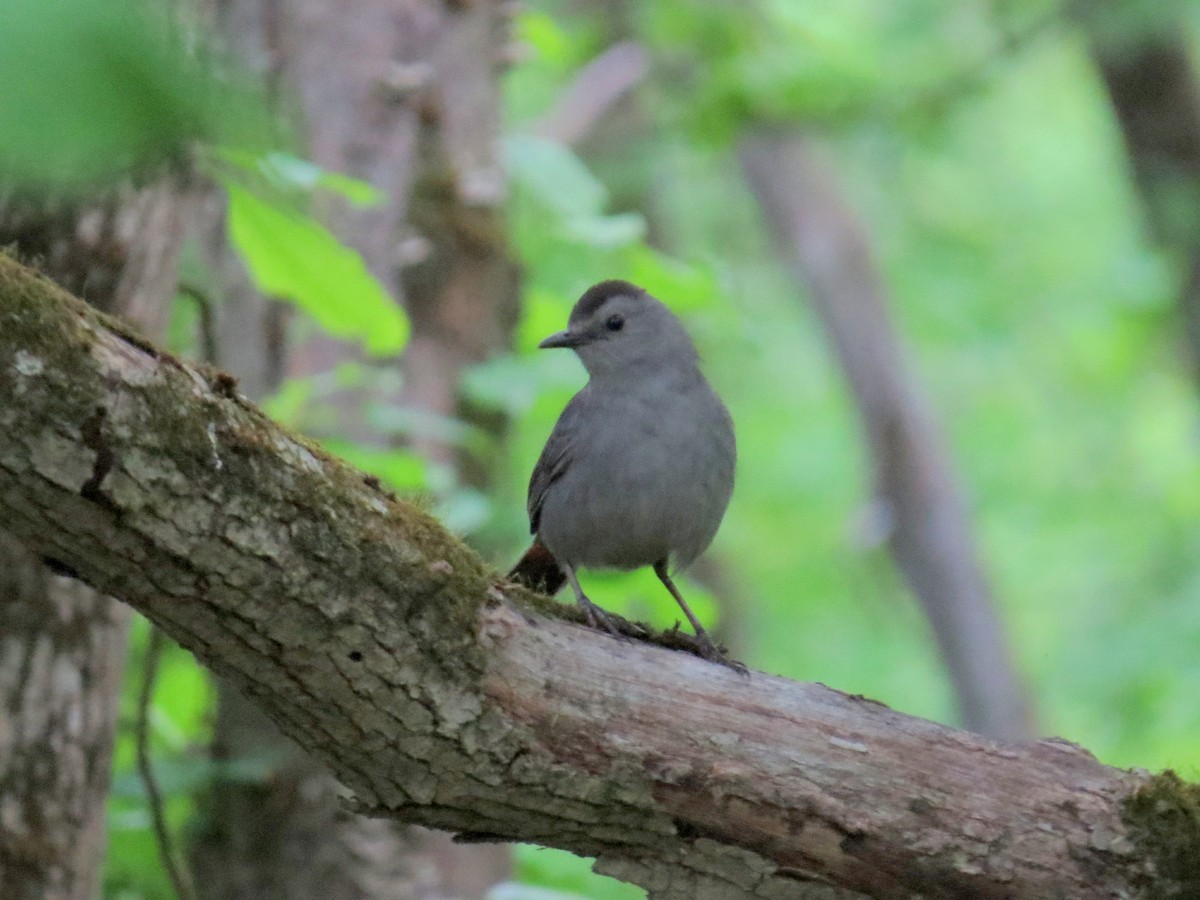 Gray Catbird - ML622129376