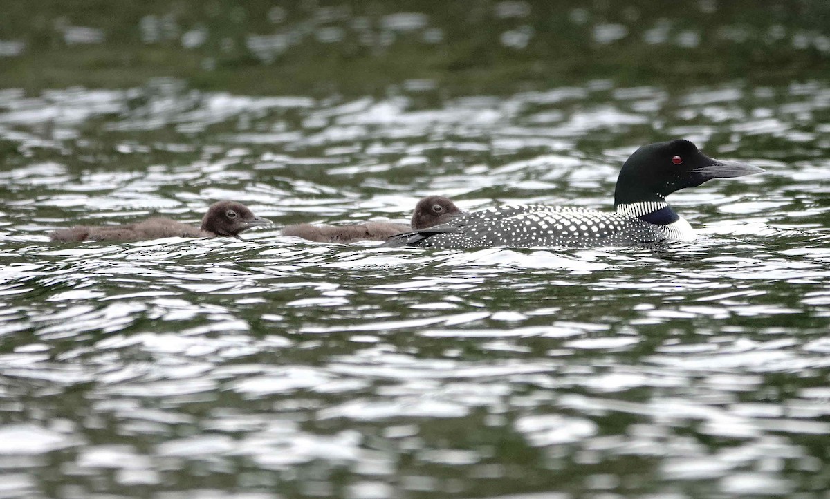 Common Loon - Jacques Brisson