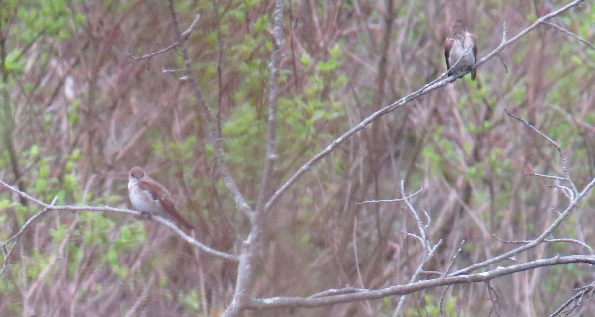 Northern Rough-winged Swallow - ML622129379