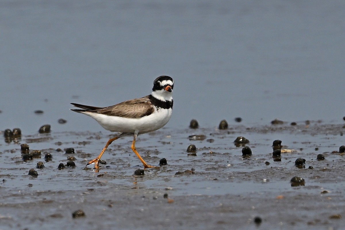 Semipalmated Plover - ML622129380