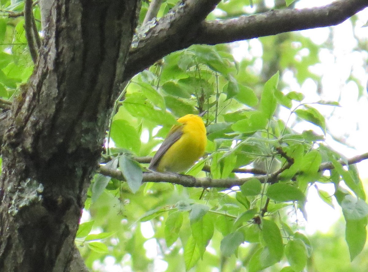 Prothonotary Warbler - ML622129381