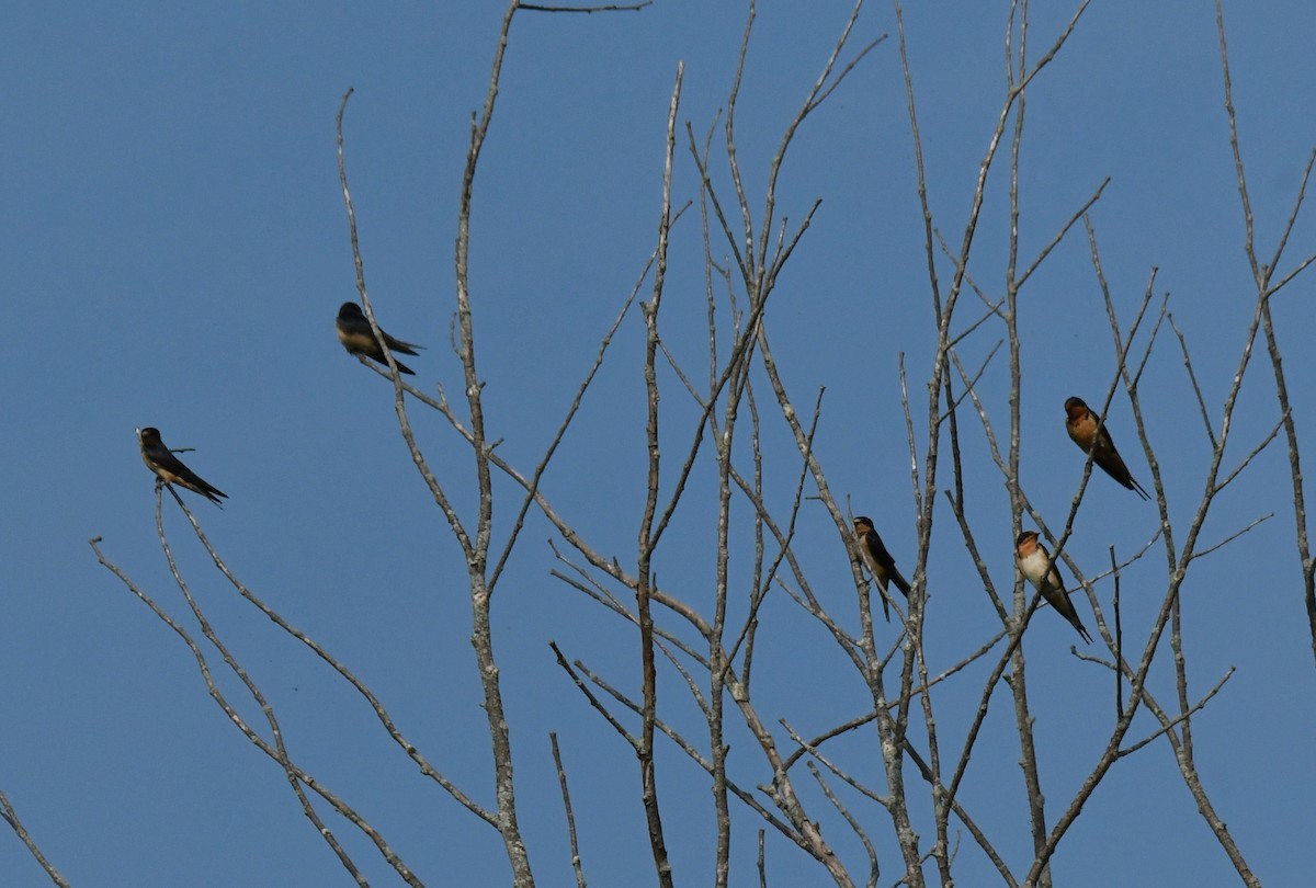 Golondrina Común - ML622129382