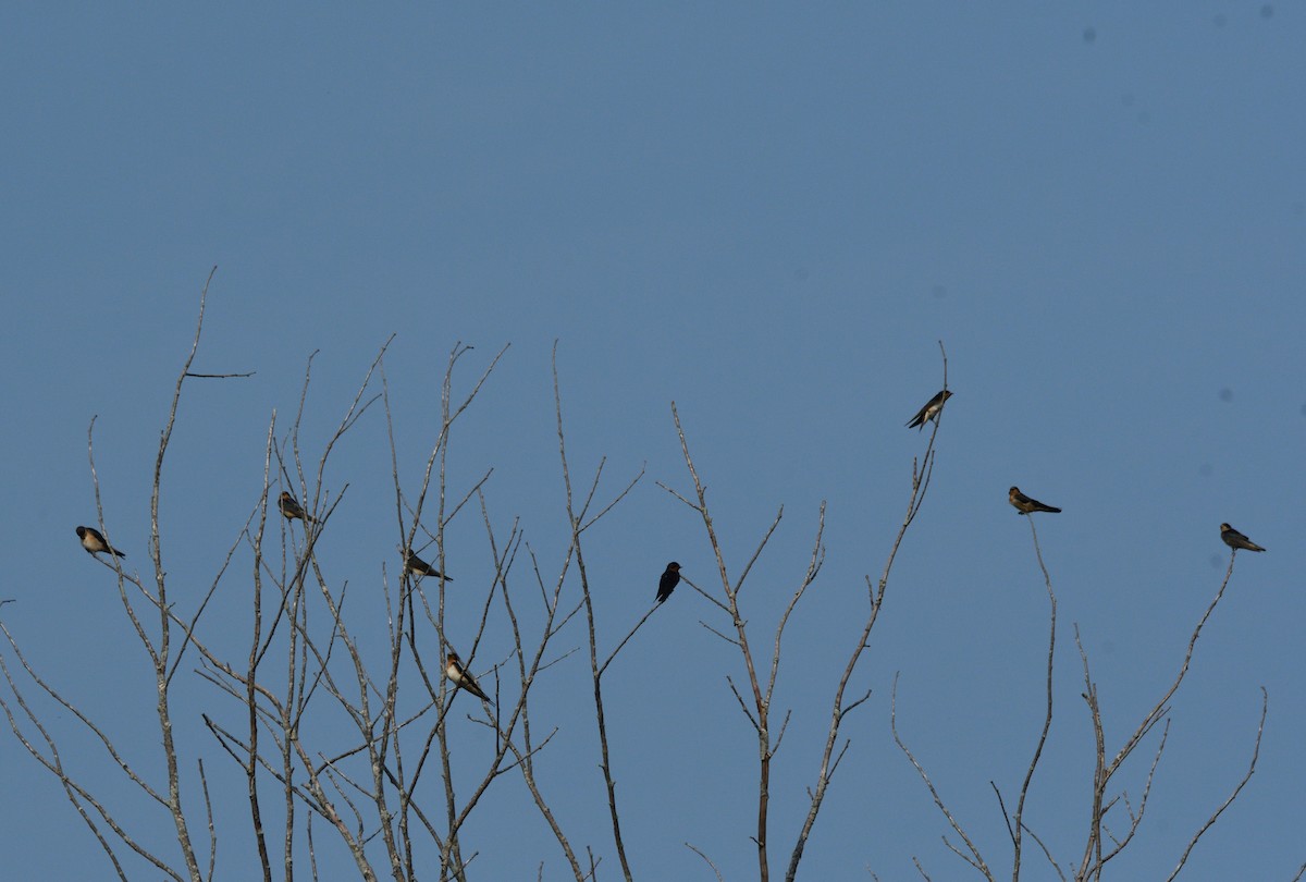 Golondrina Común - ML622129383