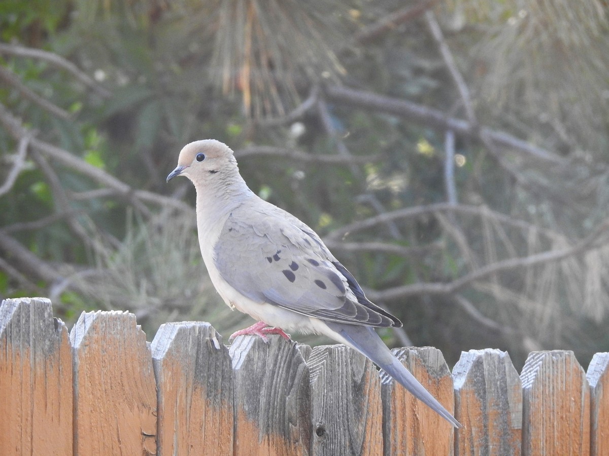 Mourning Dove - ML622129388