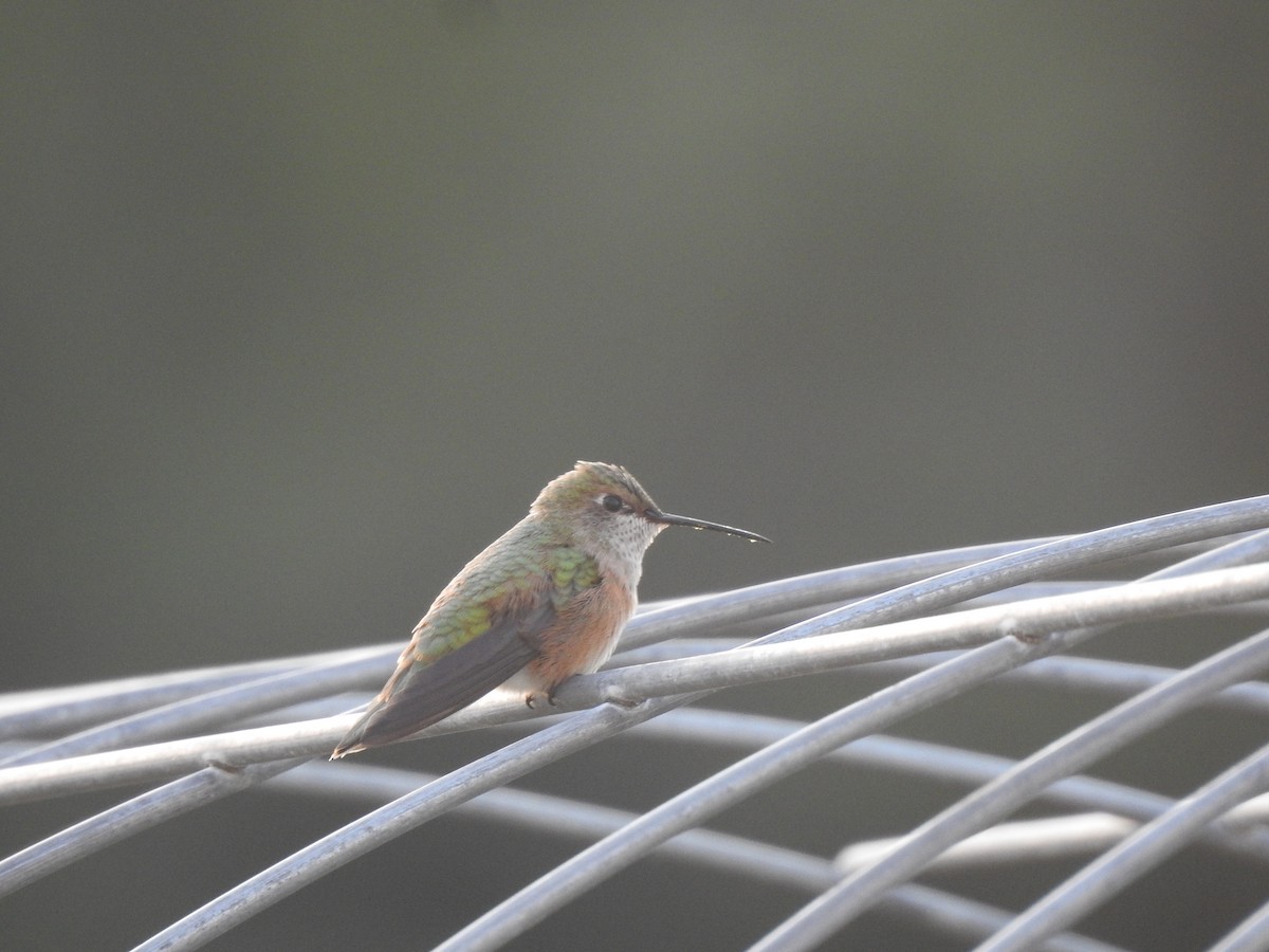 Broad-tailed Hummingbird - ML622129389