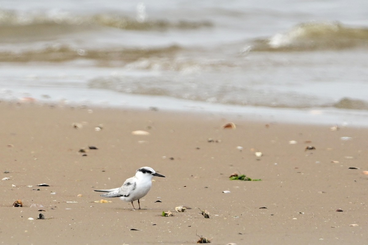 Least Tern - ML622129397