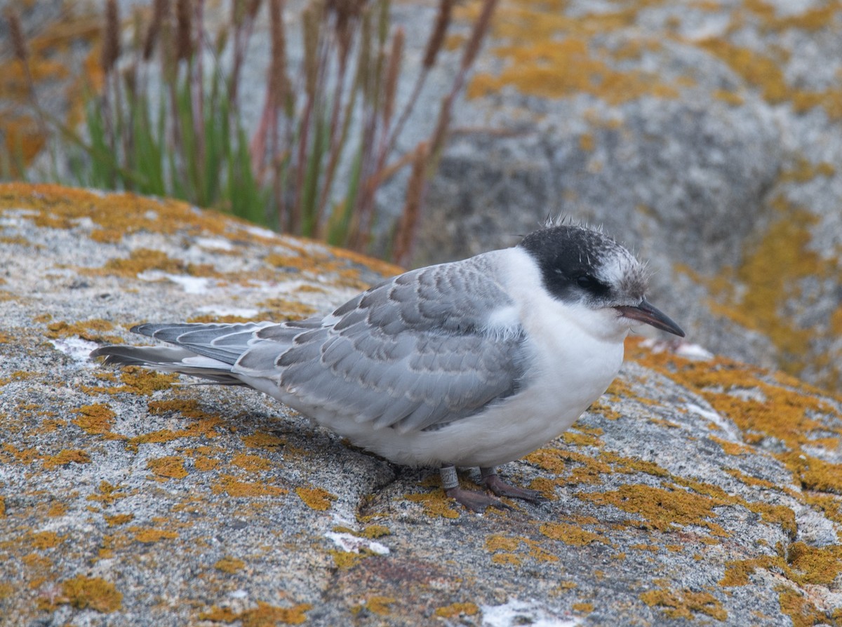 Arctic Tern - ML622129403