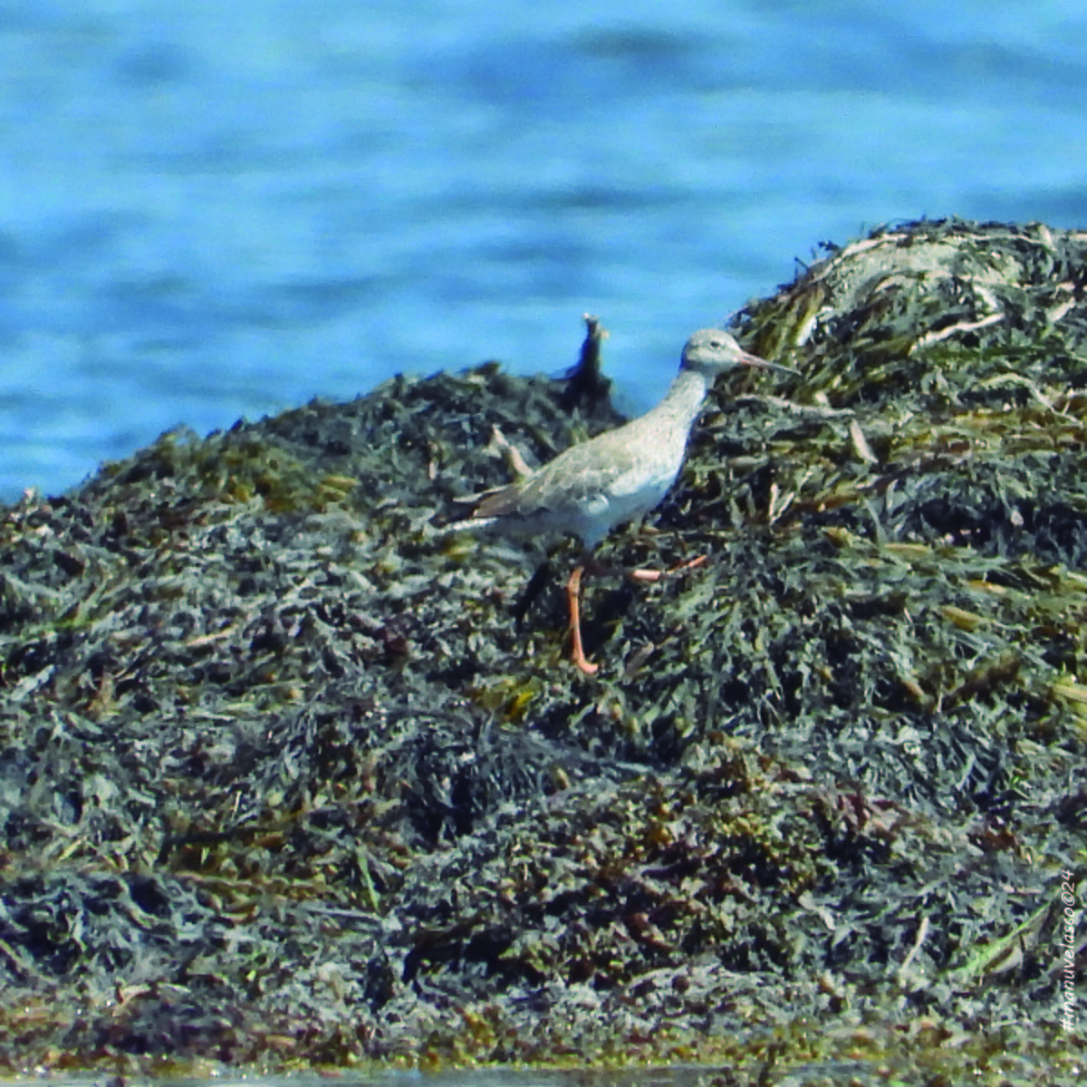 Common Redshank - Manuel Velasco Graña