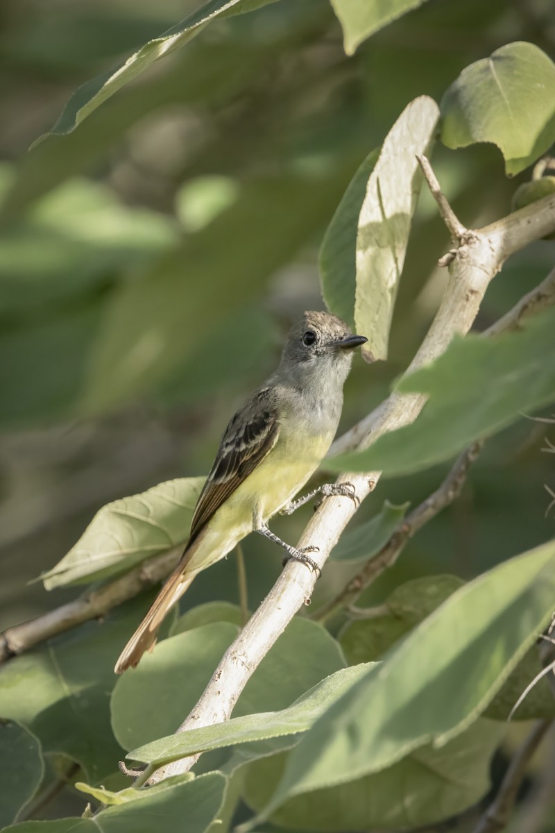 Great Crested Flycatcher - ML622129420