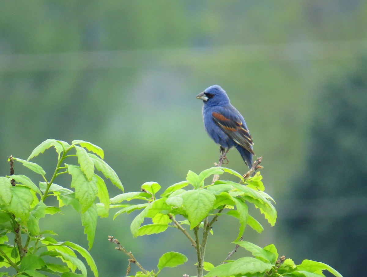 Blue Grosbeak - Sergey Pavlov