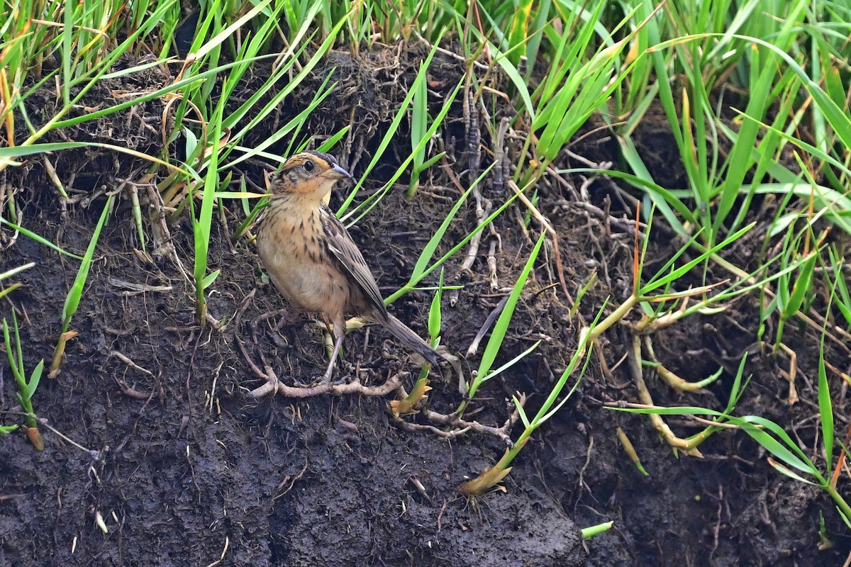 Saltmarsh Sparrow - Eileen Gibney