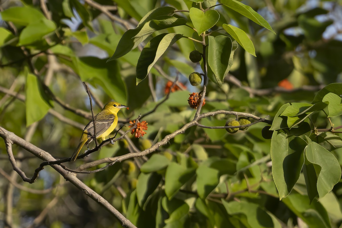 Orchard Oriole - ML622129440