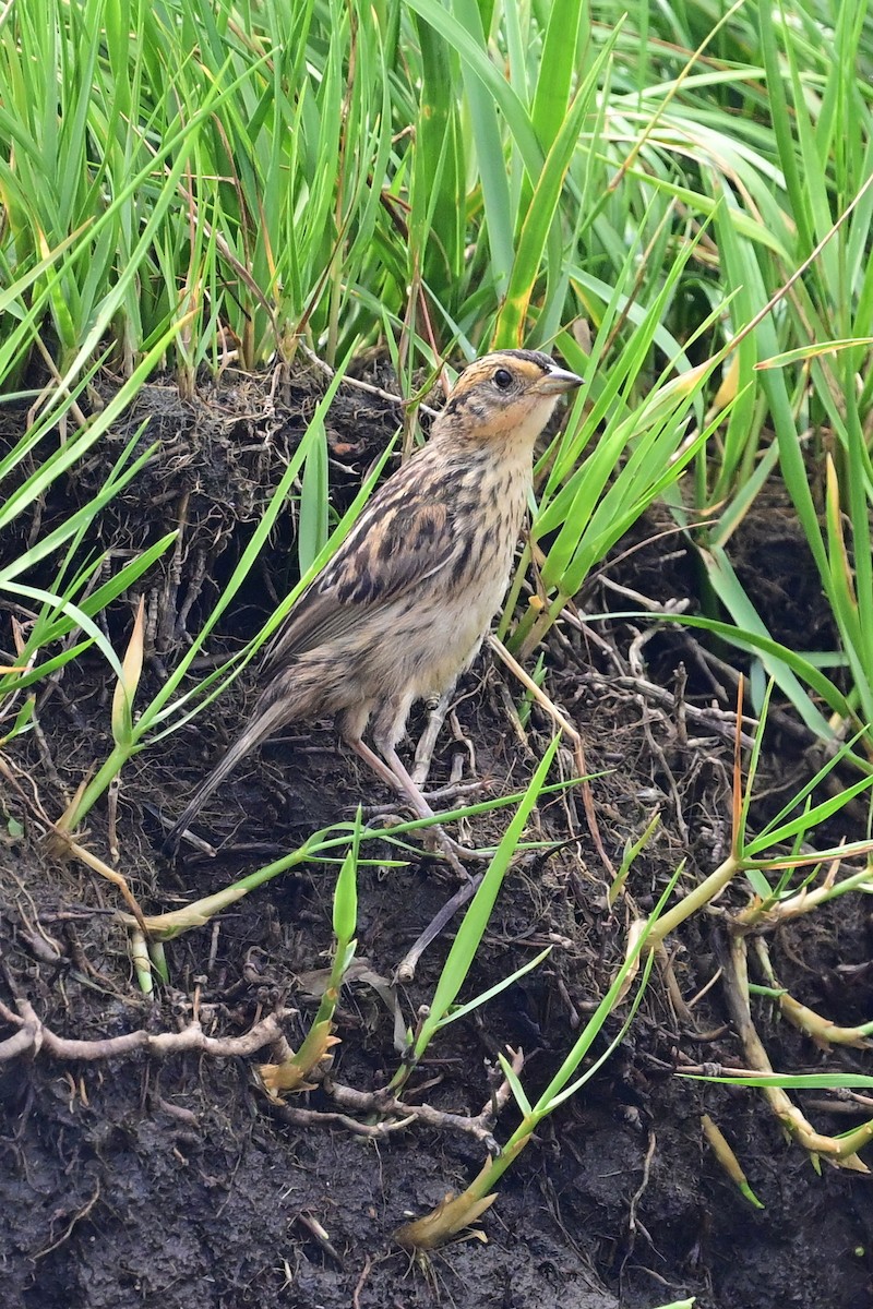 Saltmarsh Sparrow - ML622129444