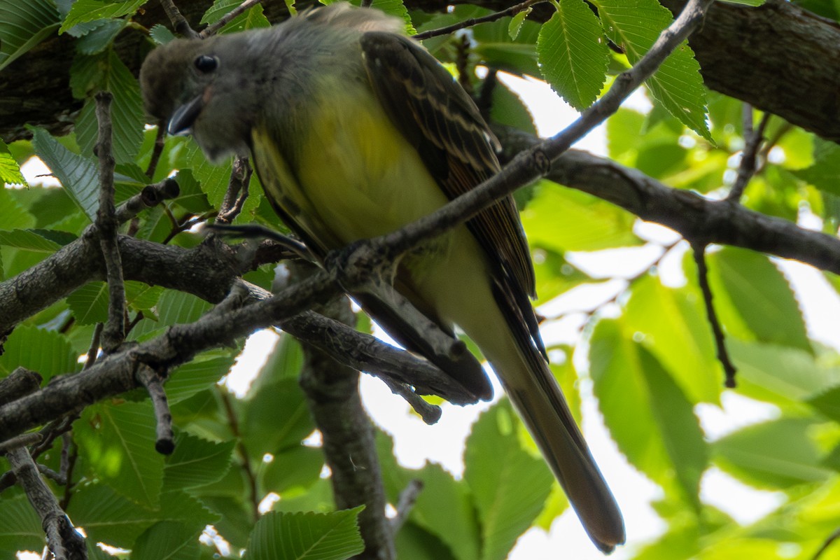 Great Crested Flycatcher - ML622129445