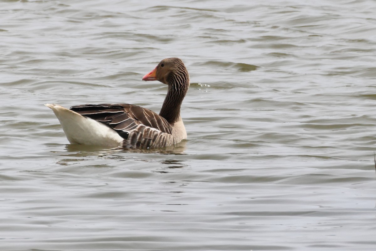 Graylag Goose - Alexandre Hespanhol Leitão