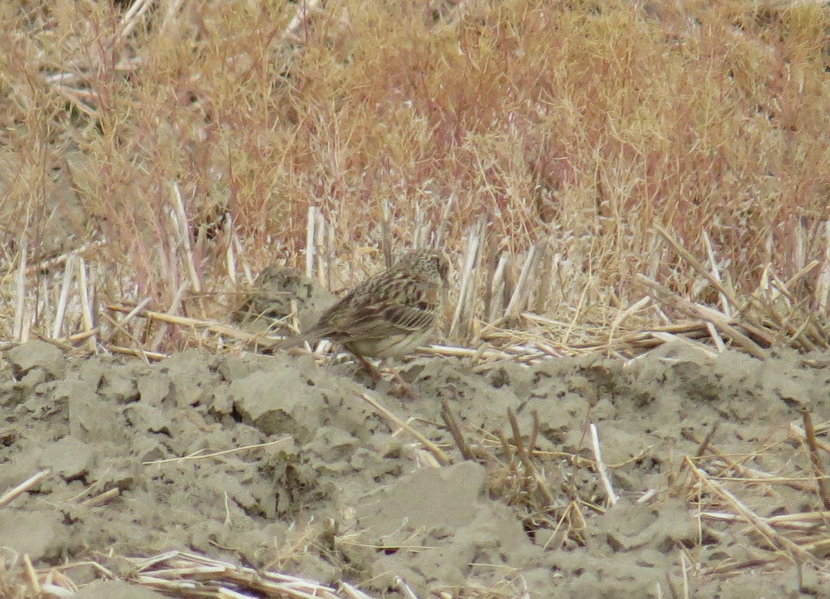 Vesper Sparrow - ML622129449