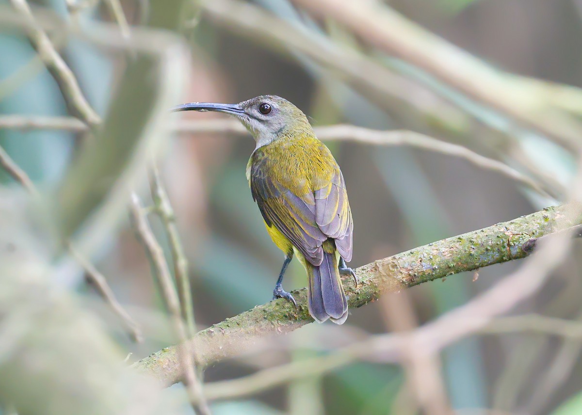 Little Spiderhunter - Akshat K