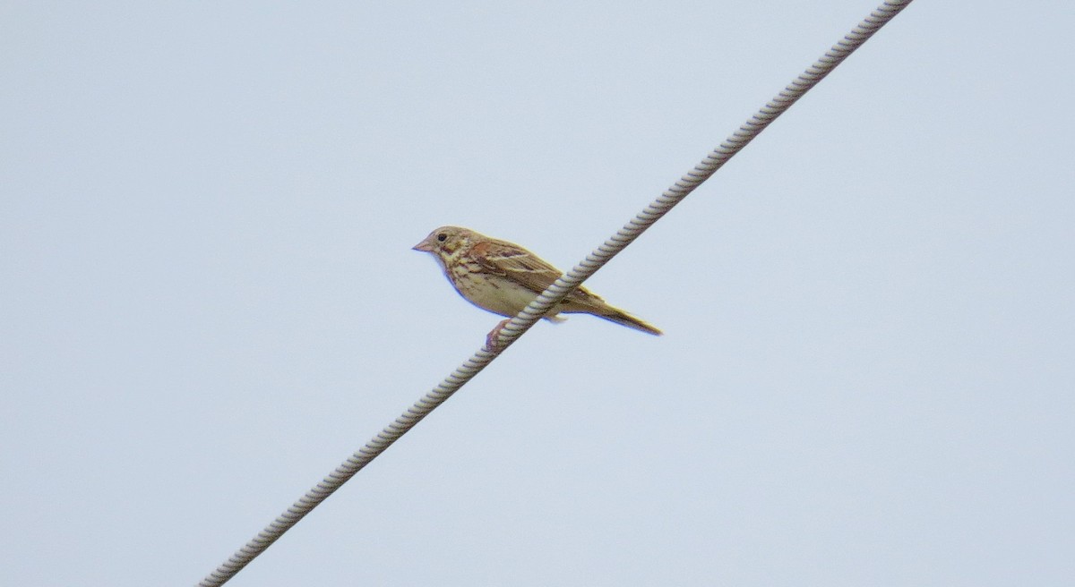 Vesper Sparrow - ML622129453