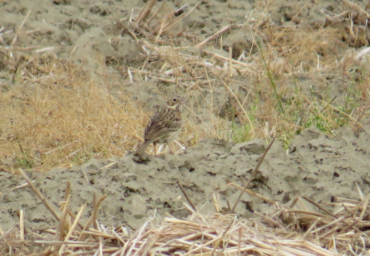 Vesper Sparrow - ML622129454