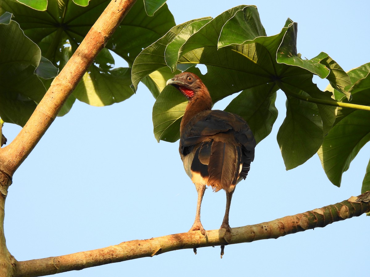 Chestnut-winged Chachalaca - ML622129465