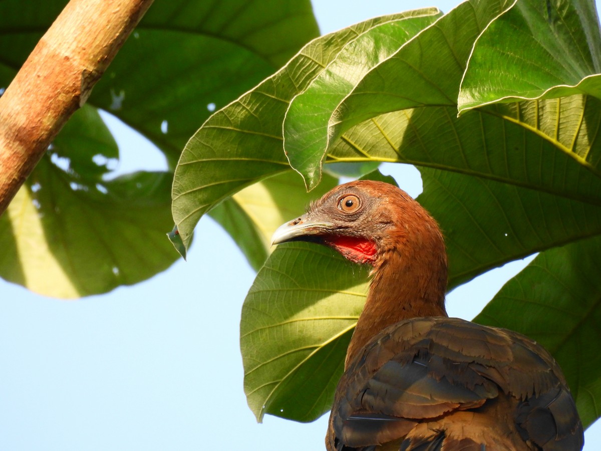 Chestnut-winged Chachalaca - ML622129472