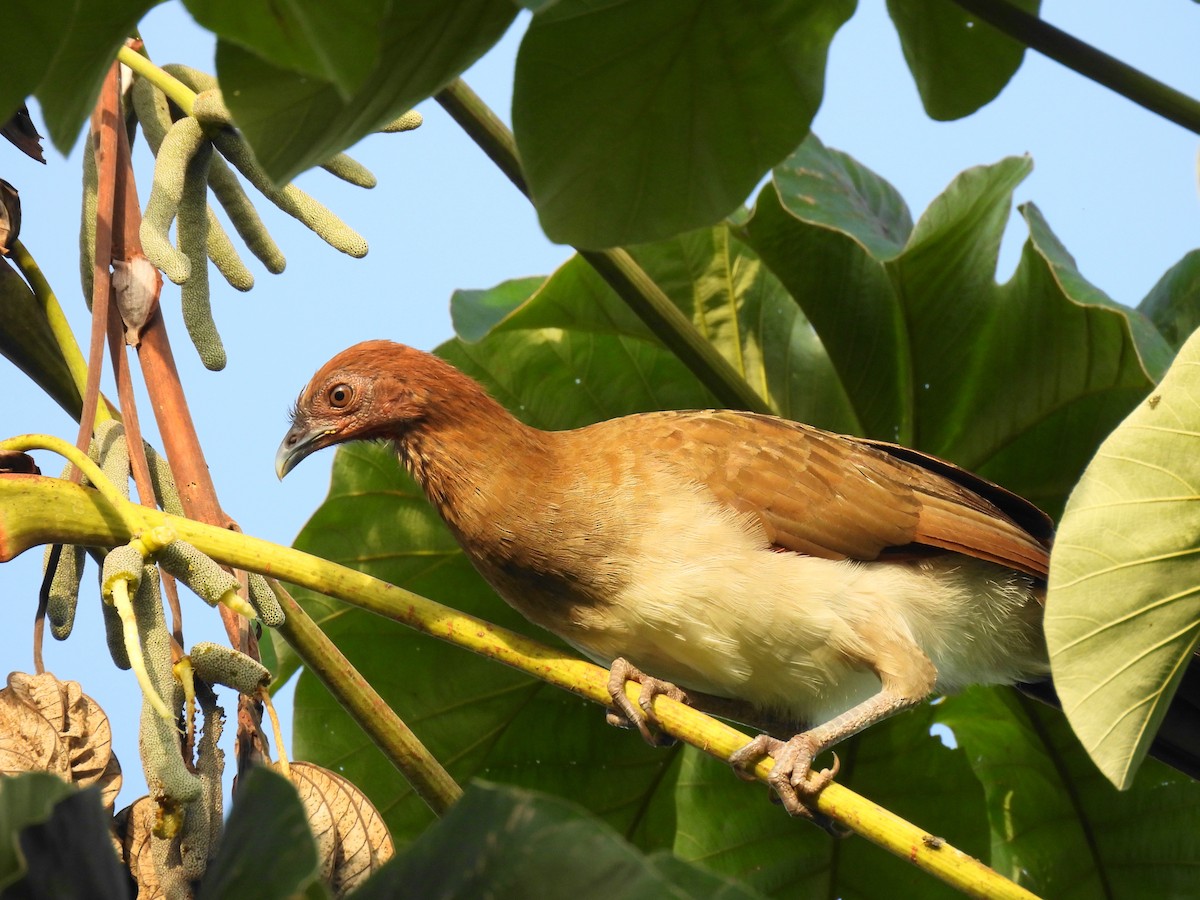 Chestnut-winged Chachalaca - ML622129498