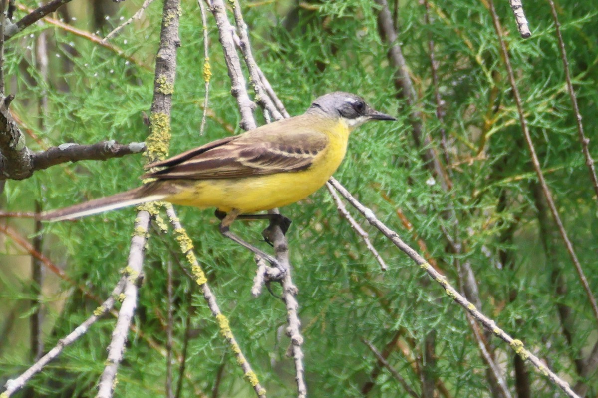 Western Yellow Wagtail - ML622129499