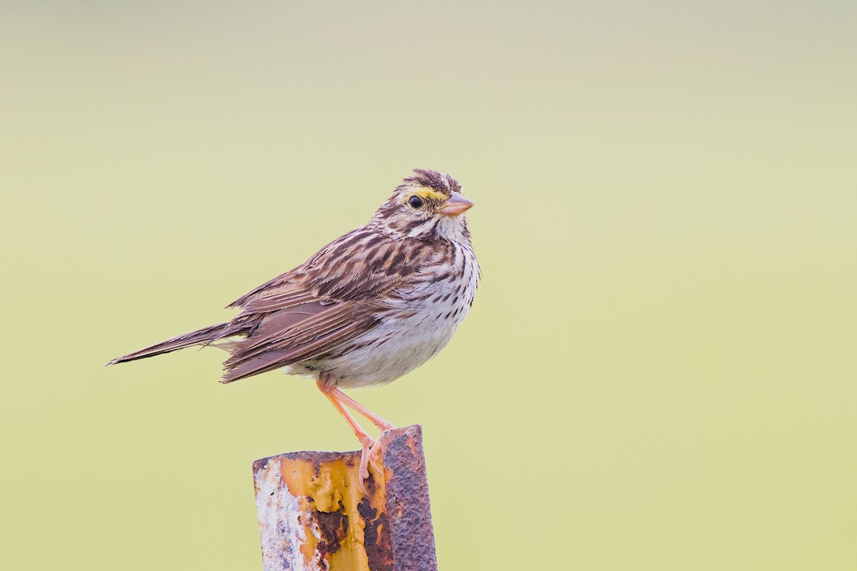 Savannah Sparrow - ML622129501