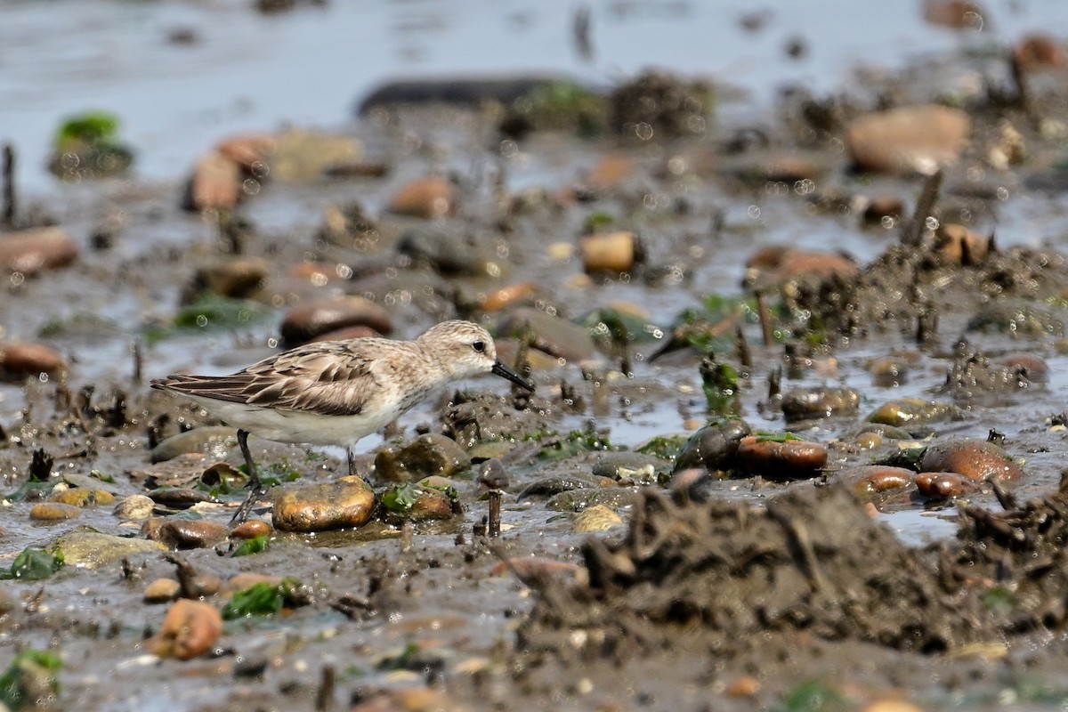 Semipalmated Sandpiper - ML622129502