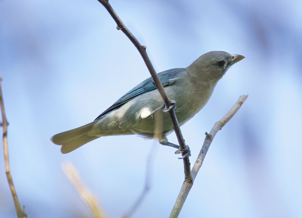 Sayaca Tanager - Vantuil Neves