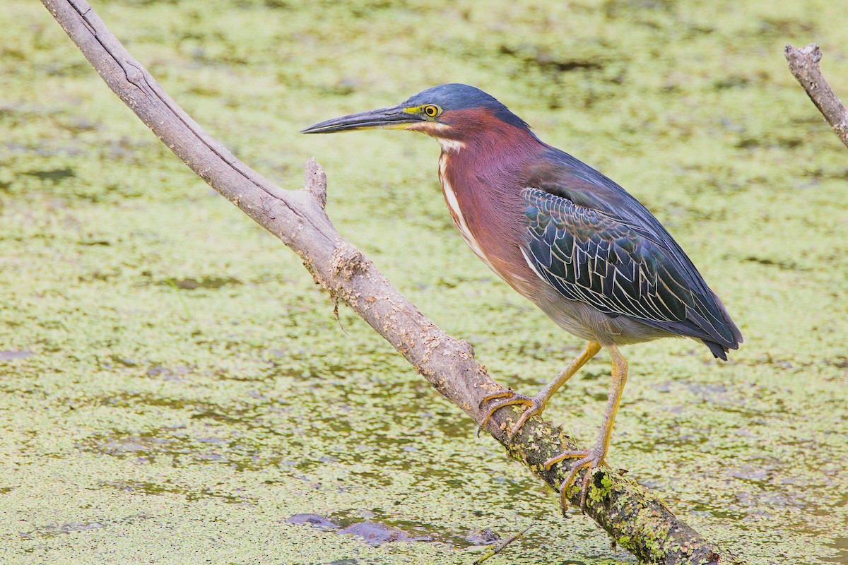 Green Heron - ML622129504