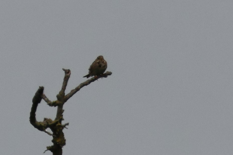 Corn Bunting - ML622129505