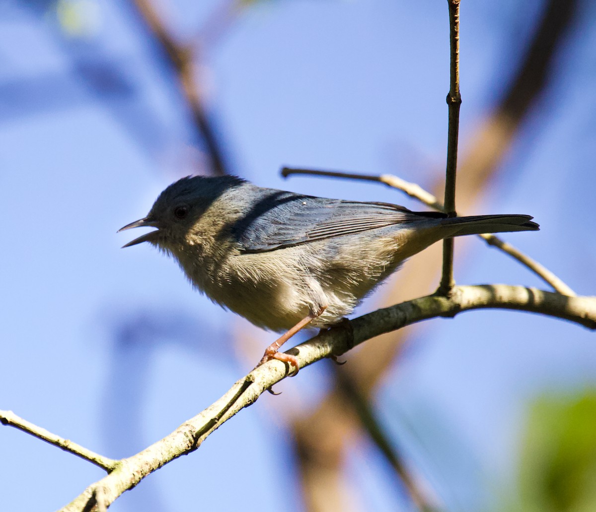 Bicolored Conebill - ML622129506