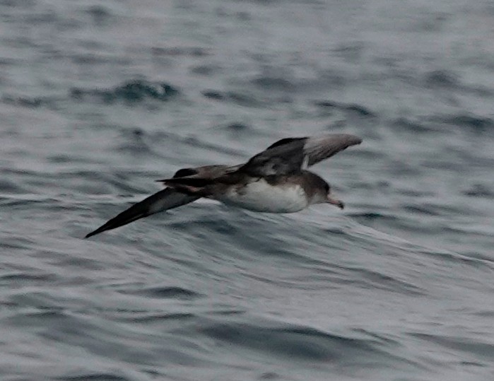 Pink-footed Shearwater - ML622129507