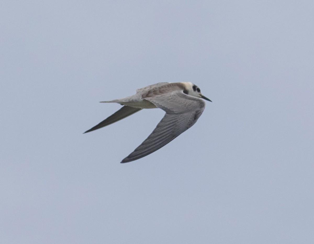 Black Tern - MCHL ____