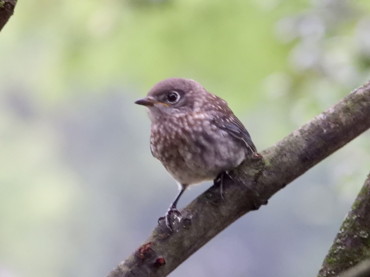 Eastern Bluebird - ML622129512