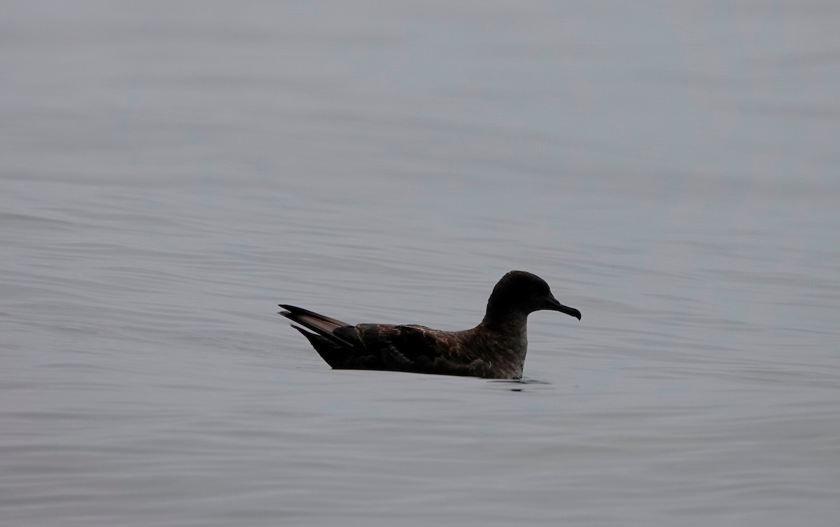 Sooty Shearwater - ML622129513