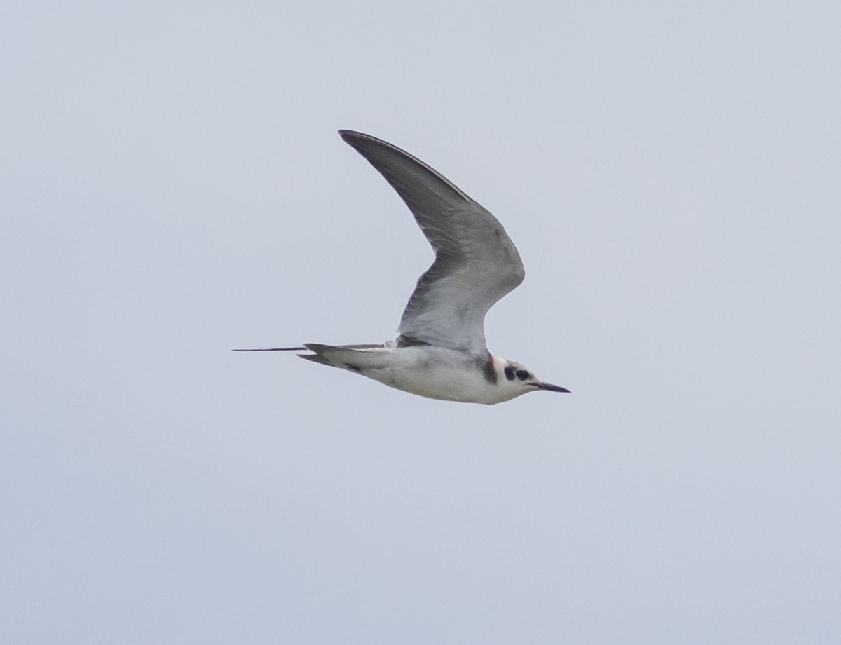 Black Tern - ML622129515